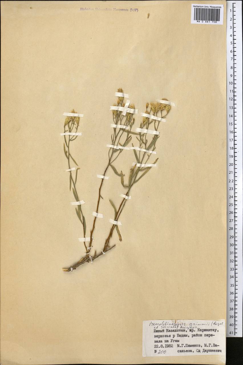 Crinitaria grimmii (Regel & Schmalh.) Grierson, Middle Asia, Western Tian Shan & Karatau (M3) (Kazakhstan)