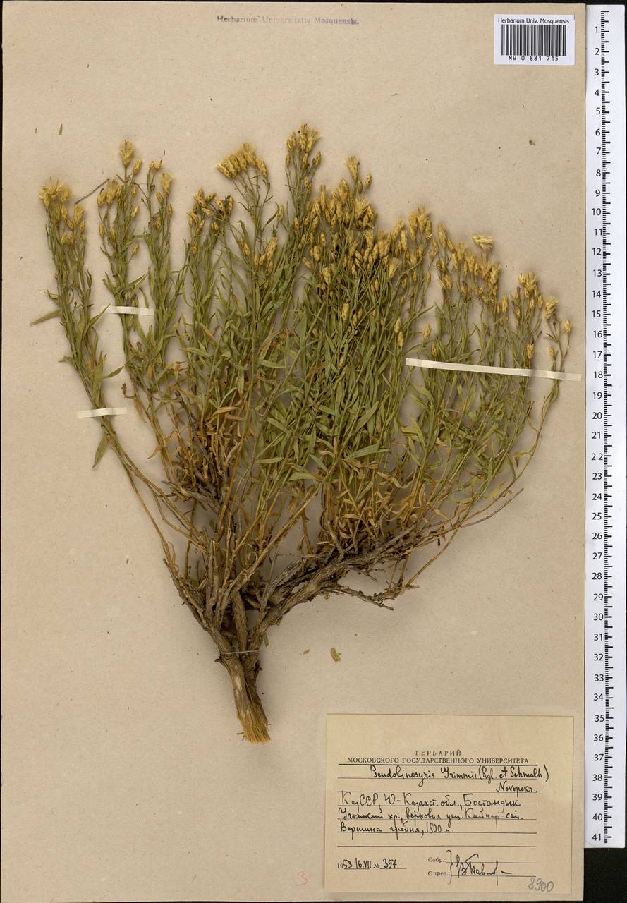 Crinitaria grimmii (Regel & Schmalh.) Grierson, Middle Asia, Western Tian Shan & Karatau (M3) (Uzbekistan)