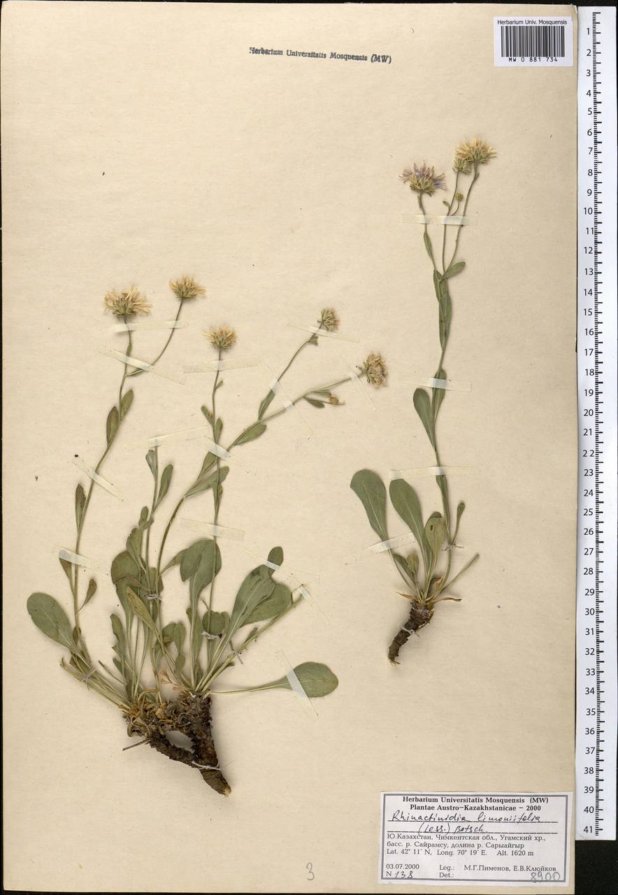 Rhinactinidia limoniifolia (Less.) Novopokr. ex Botsch., Middle Asia, Western Tian Shan & Karatau (M3) (Kazakhstan)