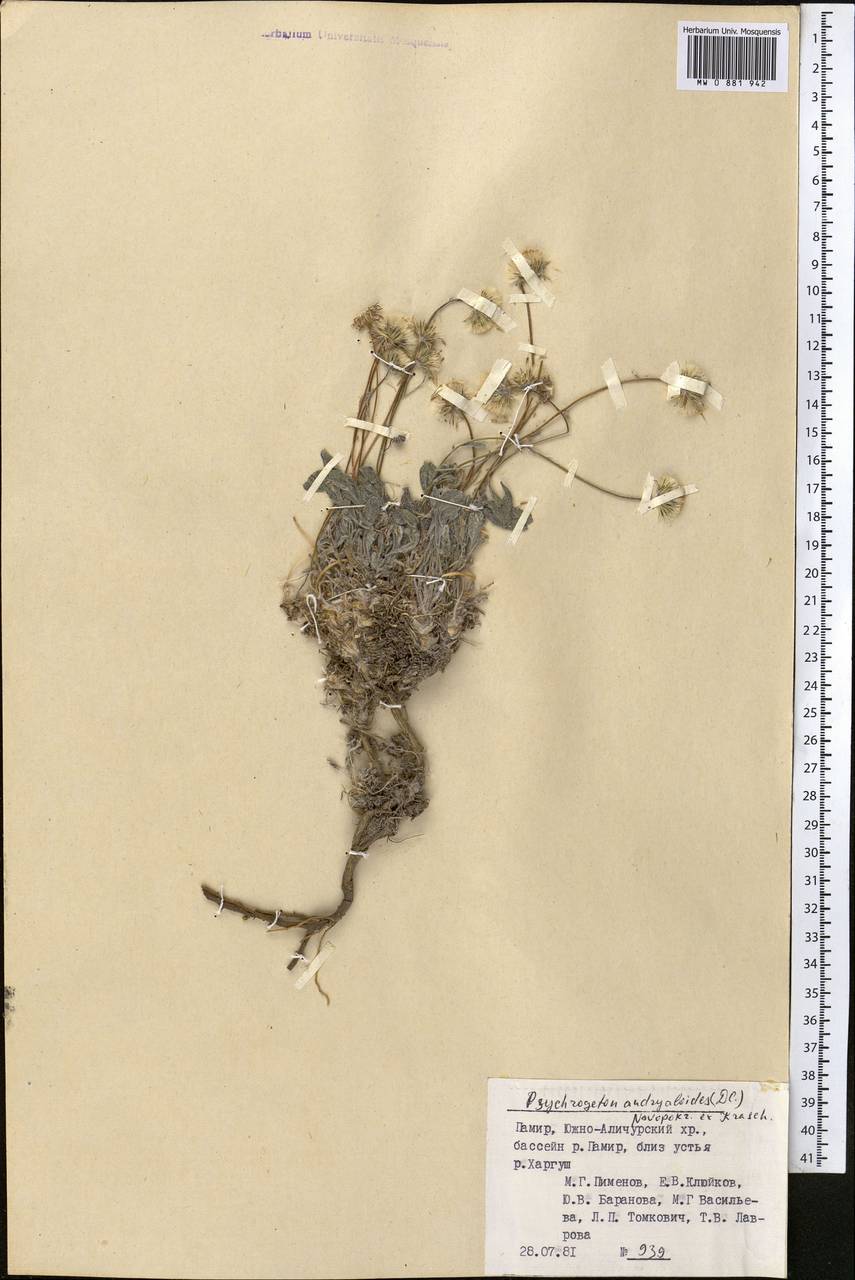 Psychrogeton amorphoglossus (Boiss.) Novopokr., Middle Asia, Pamir & Pamiro-Alai (M2) (Tajikistan)