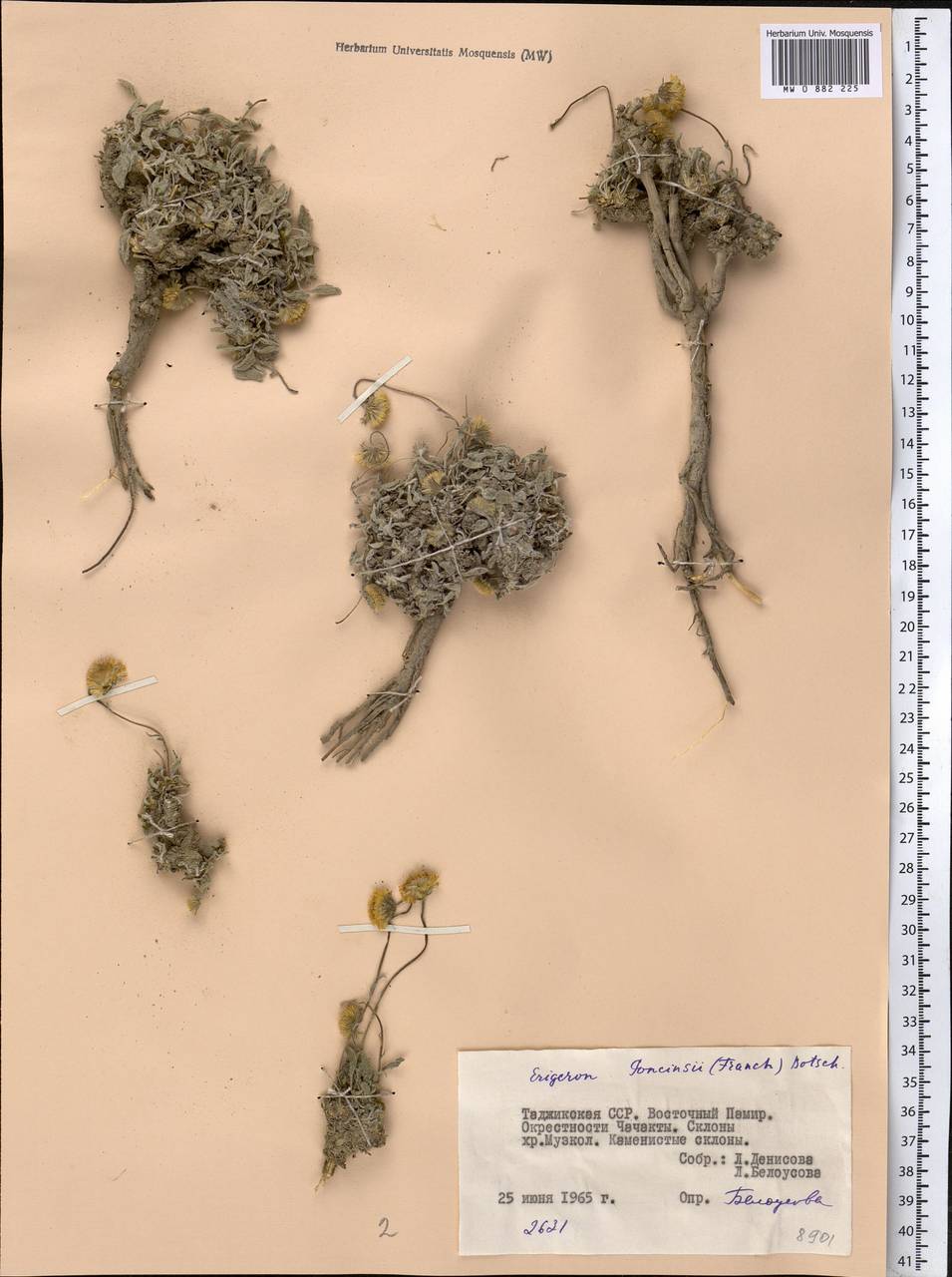 Psychrogeton poncinsii (Franch.) Y. Ling & Y. L. Chen, Middle Asia, Pamir & Pamiro-Alai (M2) (Tajikistan)