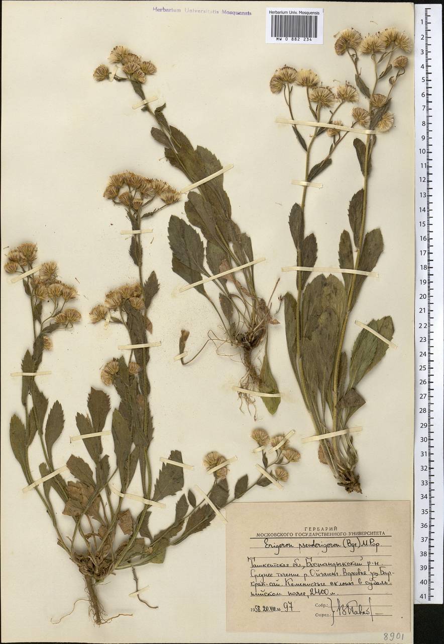 Psychrogeton pseuderigeron (Bunge) Novopokr. ex Nevski, Middle Asia, Western Tian Shan & Karatau (M3) (Uzbekistan)