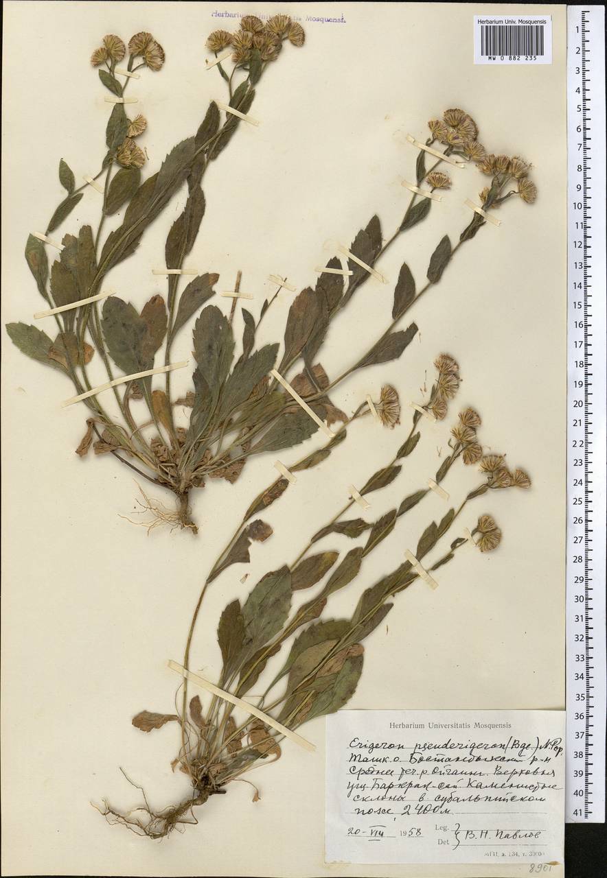 Psychrogeton pseuderigeron (Bunge) Novopokr. ex Nevski, Middle Asia, Western Tian Shan & Karatau (M3) (Uzbekistan)