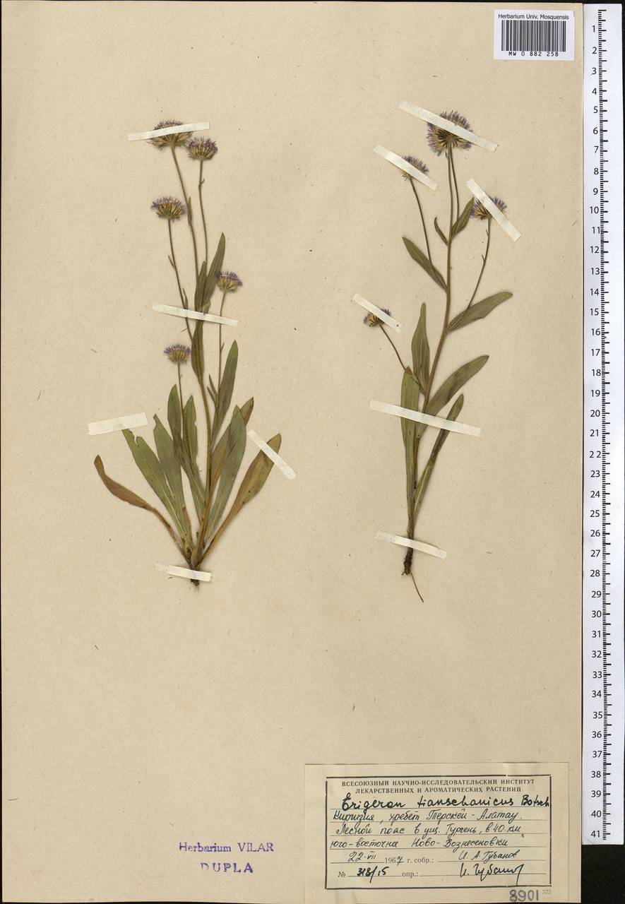 Erigeron tianschanicus Botsch., Middle Asia, Northern & Central Tian Shan (M4) (Kyrgyzstan)