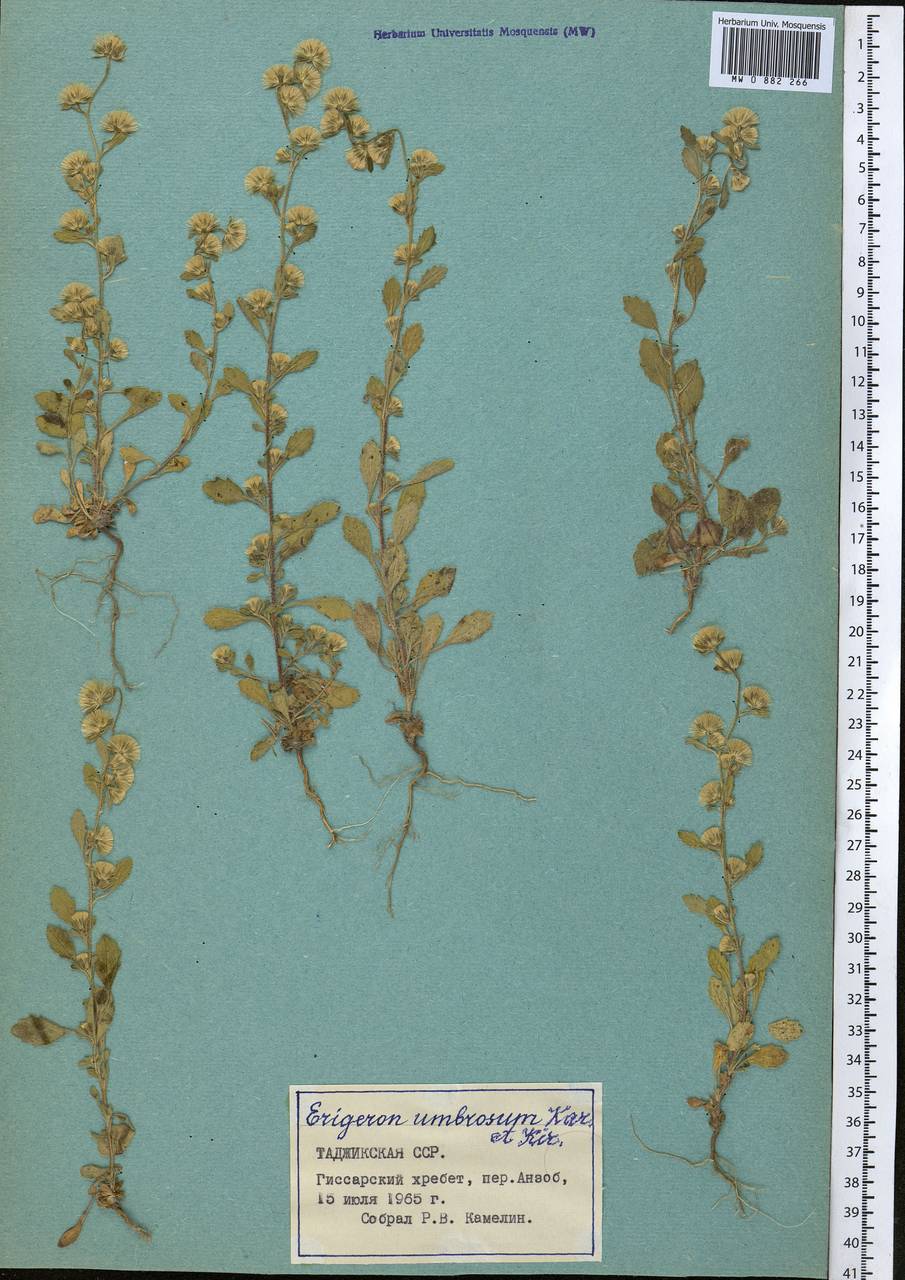 Neobrachyactis roylei (DC.) Brouillet, Middle Asia, Pamir & Pamiro-Alai (M2) (Tajikistan)