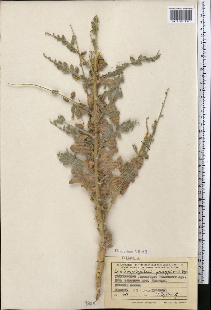 Lachnophyllum gossypinum Bunge, Middle Asia, Pamir & Pamiro-Alai (M2) (Tajikistan)