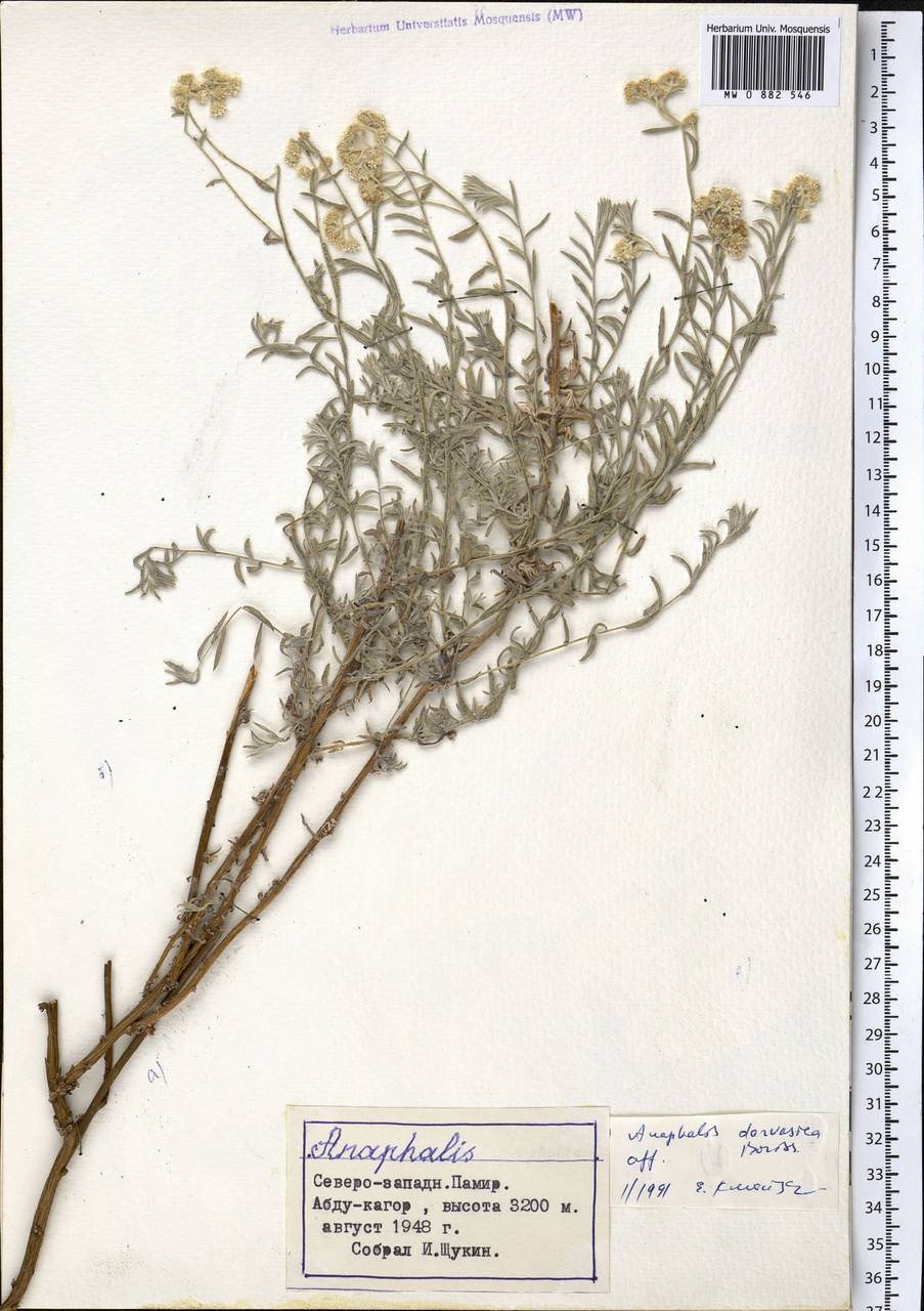 Anaphalis darvasica Boriss., Middle Asia, Pamir & Pamiro-Alai (M2) (Tajikistan)