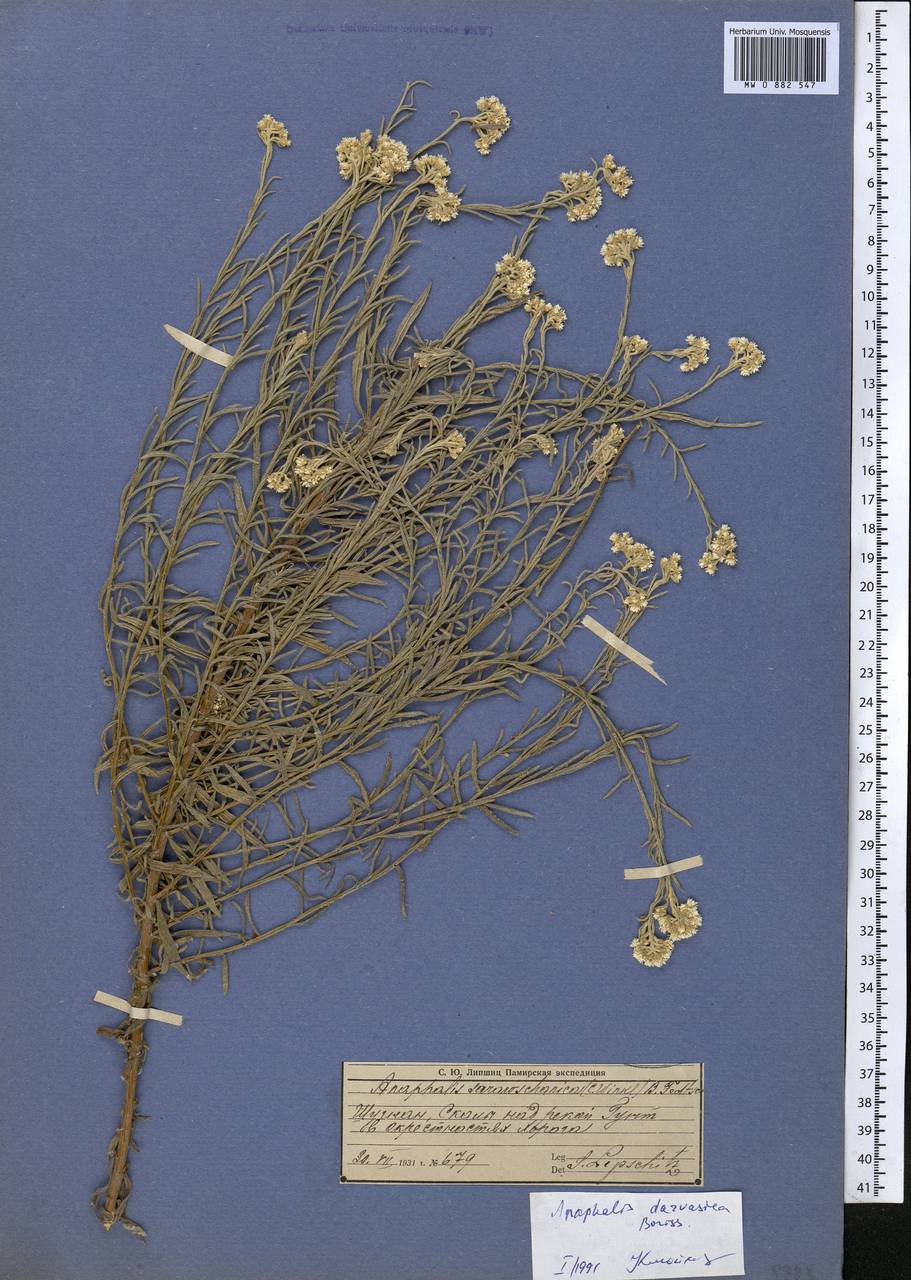 Anaphalis darvasica Boriss., Middle Asia, Pamir & Pamiro-Alai (M2) (Tajikistan)