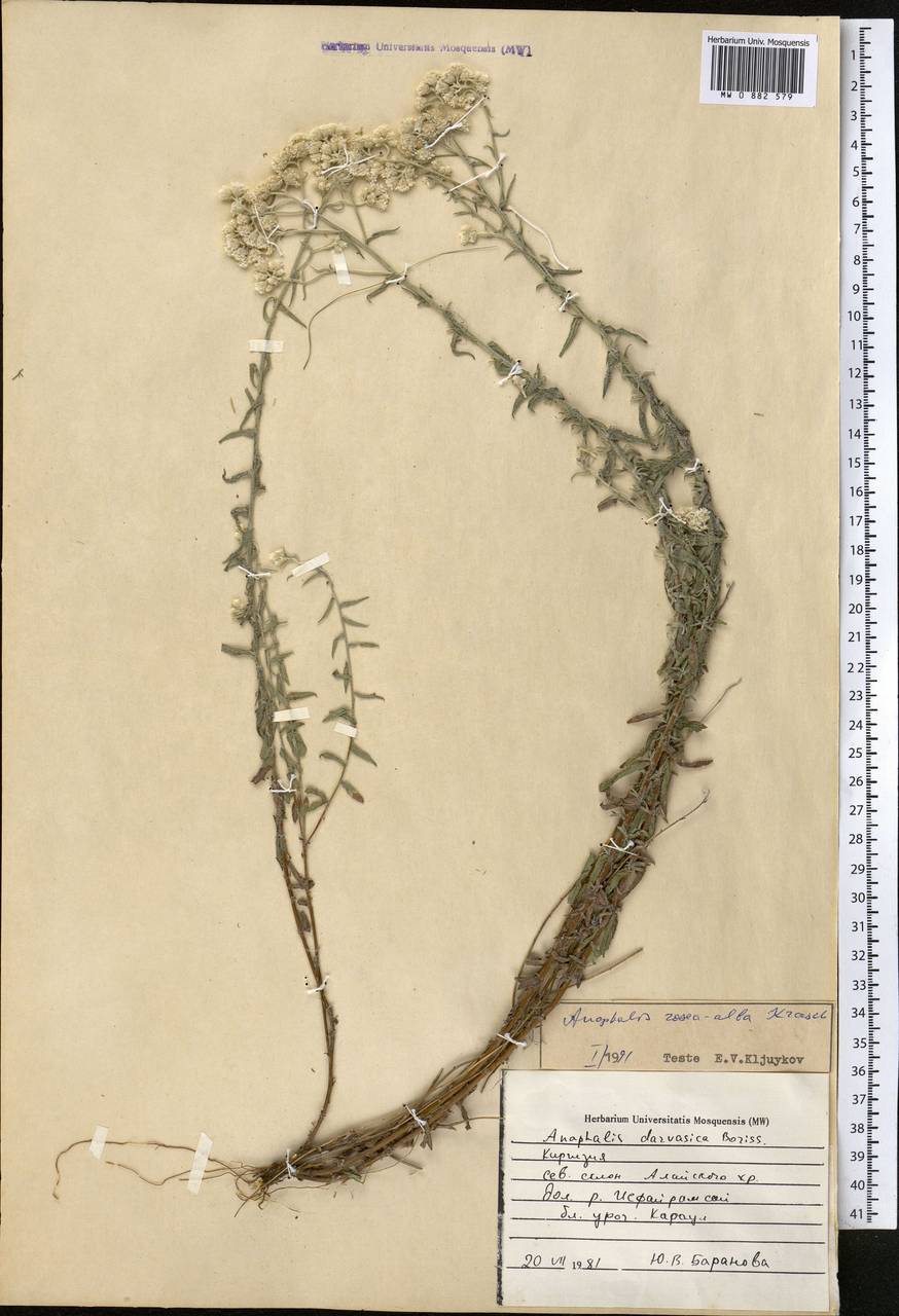 Anaphalis roseoalba Krasch., Middle Asia, Pamir & Pamiro-Alai (M2) (Kyrgyzstan)