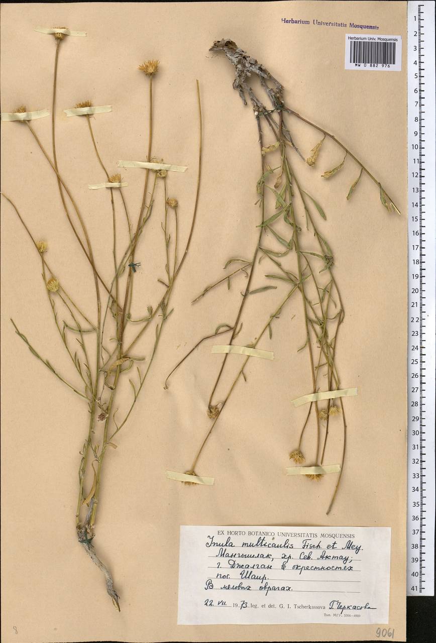 Inula multicaulis Fisch. & C. A. Mey., Middle Asia, Caspian Ustyurt & Northern Aralia (M8) (Kazakhstan)