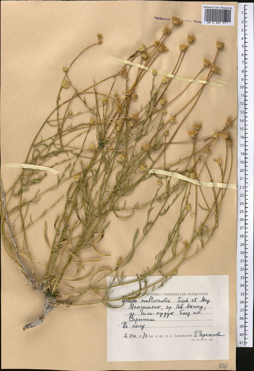 Inula multicaulis Fisch. & C. A. Mey., Middle Asia, Caspian Ustyurt & Northern Aralia (M8) (Kazakhstan)