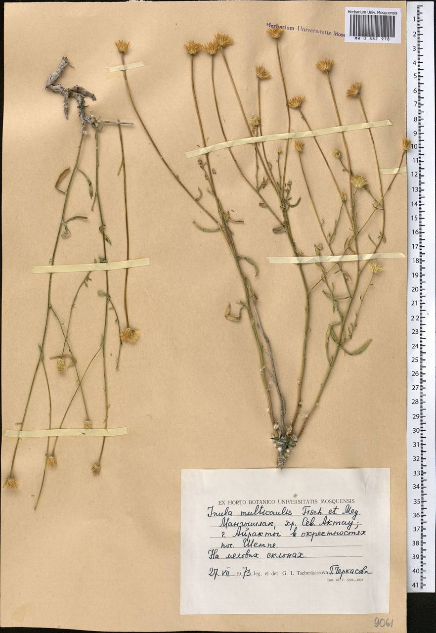Inula multicaulis Fisch. & C. A. Mey., Middle Asia, Caspian Ustyurt & Northern Aralia (M8) (Kazakhstan)