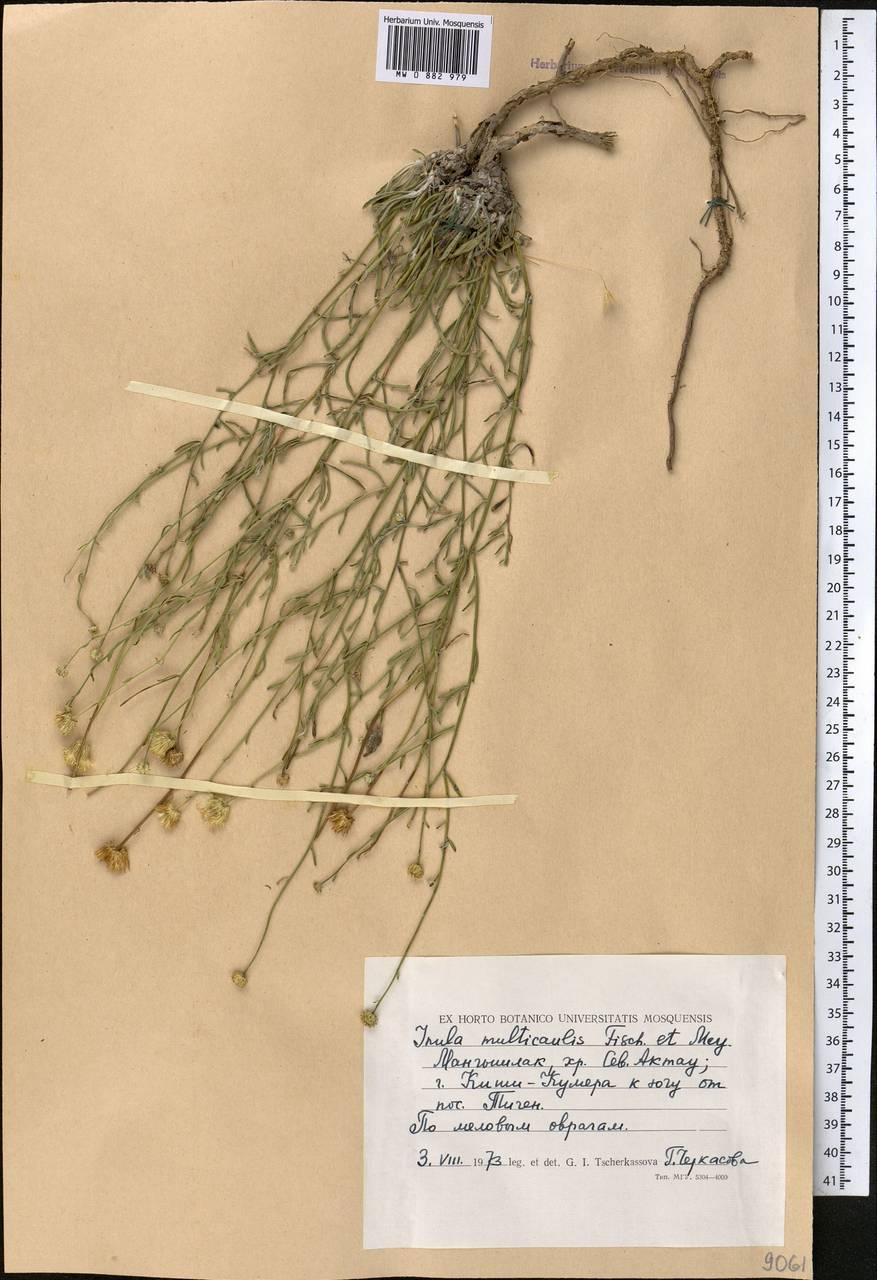 Inula multicaulis Fisch. & C. A. Mey., Middle Asia, Caspian Ustyurt & Northern Aralia (M8) (Kazakhstan)
