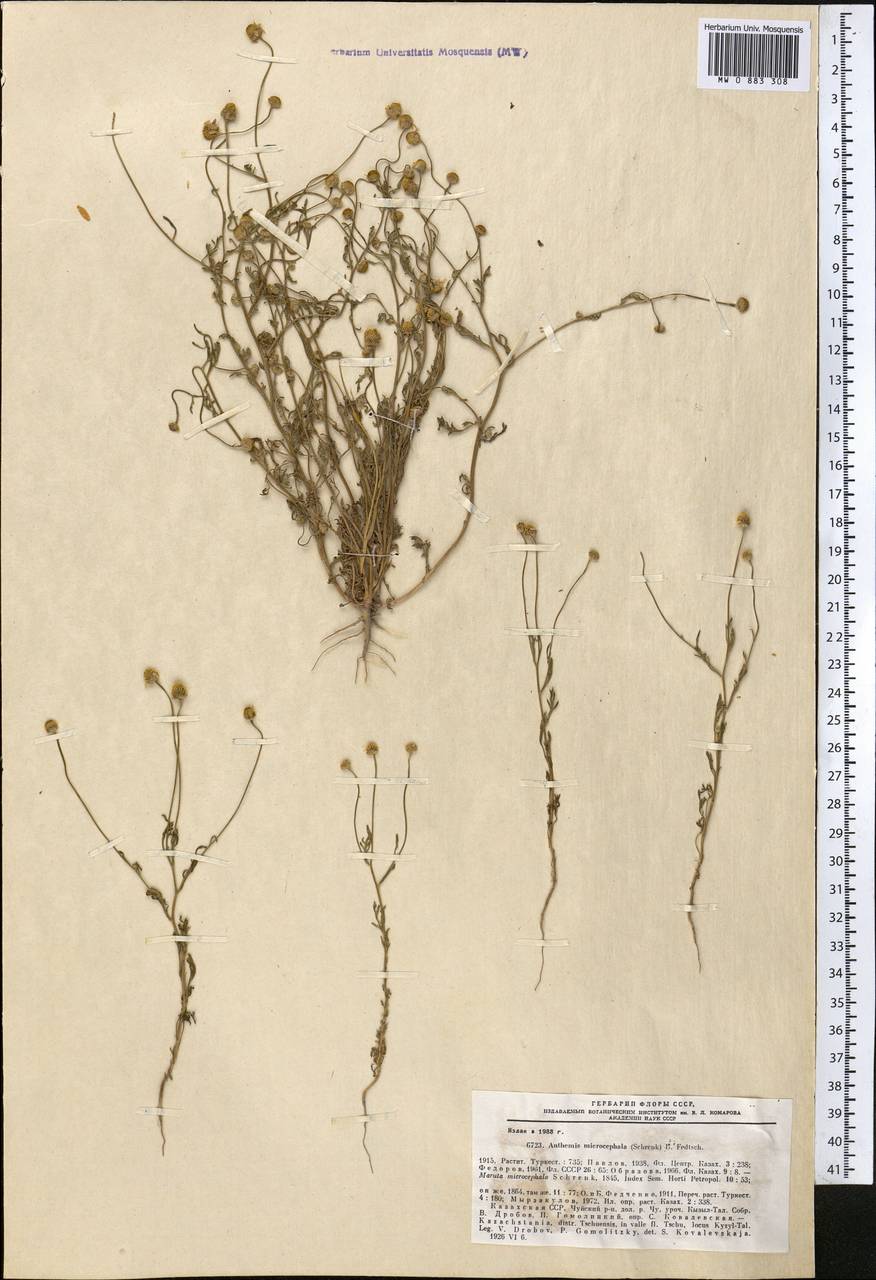 Anthemis microcephala (Schrenk) B. Fedtsch., Middle Asia, Northern & Central Tian Shan (M4) (Kazakhstan)