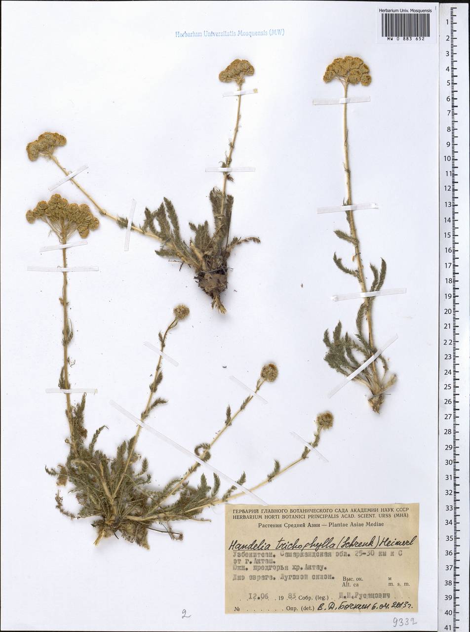 Handelia trichophylla (Schrenk ex Fisch. & C. A. Mey.) Heimerl, Middle Asia, Pamir & Pamiro-Alai (M2) (Uzbekistan)