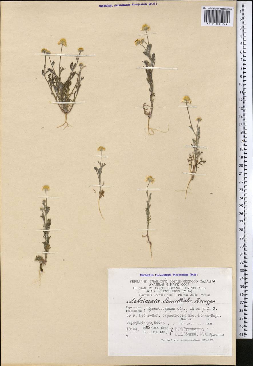 Microcephala lamellata (Bunge) Pobed., Middle Asia, Karakum (M6) (Turkmenistan)