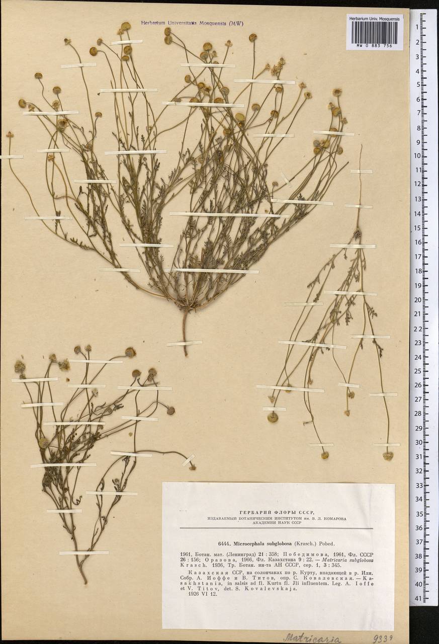 Microcephala subglobosa (Krasch.) Pobed., Middle Asia, Muyunkumy, Balkhash & Betpak-Dala (M9) (Kazakhstan)