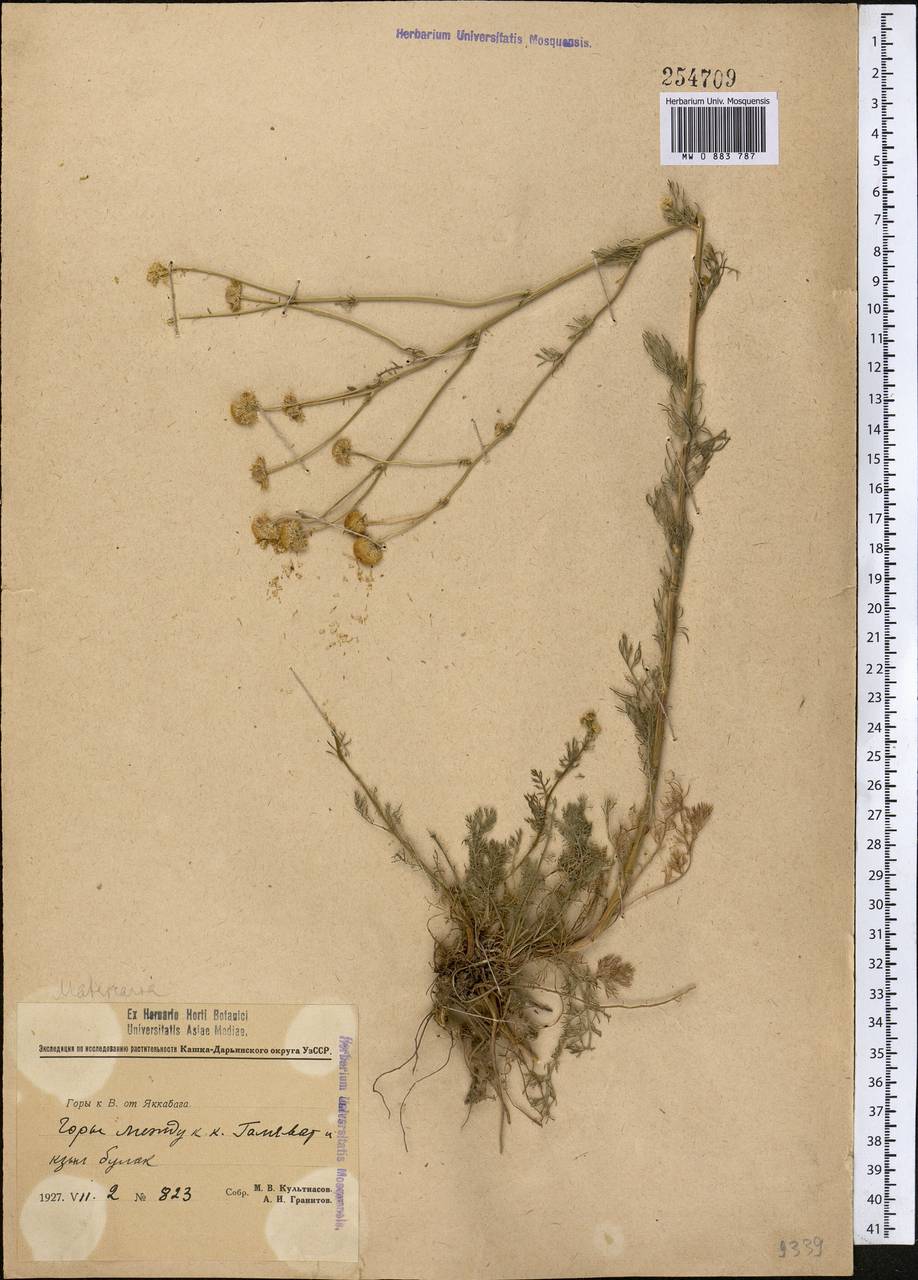 Tripleurospermum disciforme (C. A. Mey.) Sch. Bip., Middle Asia, Pamir & Pamiro-Alai (M2) (Uzbekistan)