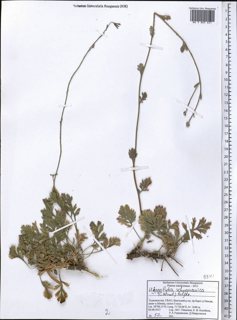 Hippolytia schugnanica (C. Winkl.) P. Poljakov, Middle Asia, Pamir & Pamiro-Alai (M2) (Tajikistan)