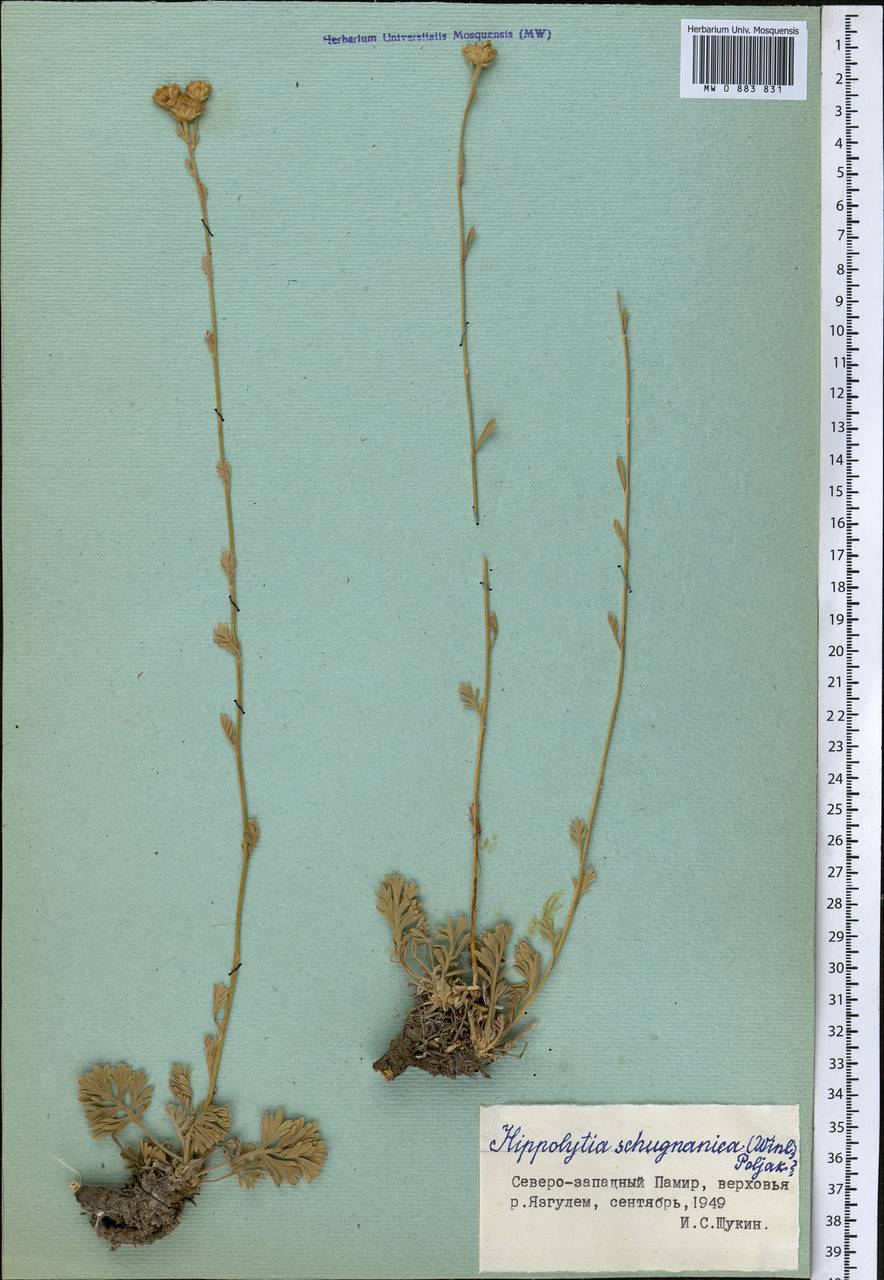 Hippolytia schugnanica (C. Winkl.) P. Poljakov, Middle Asia, Pamir & Pamiro-Alai (M2) (Tajikistan)