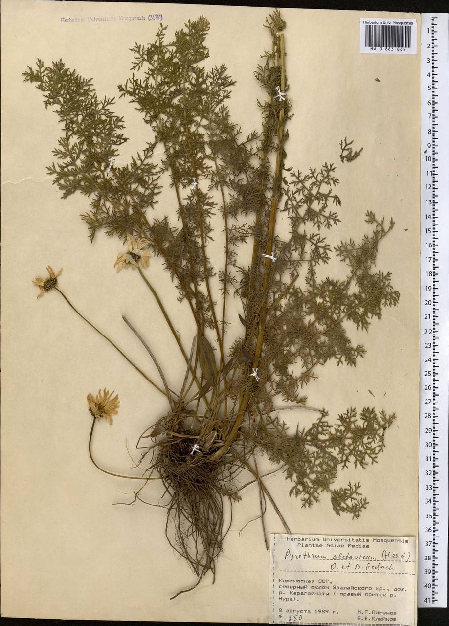 Tanacetum alatavicum Herder, Middle Asia, Pamir & Pamiro-Alai (M2) (Kyrgyzstan)