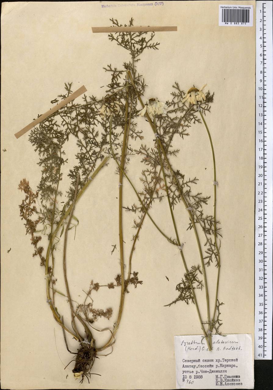 Tanacetum alatavicum Herder, Middle Asia, Northern & Central Tian Shan (M4) (Kyrgyzstan)