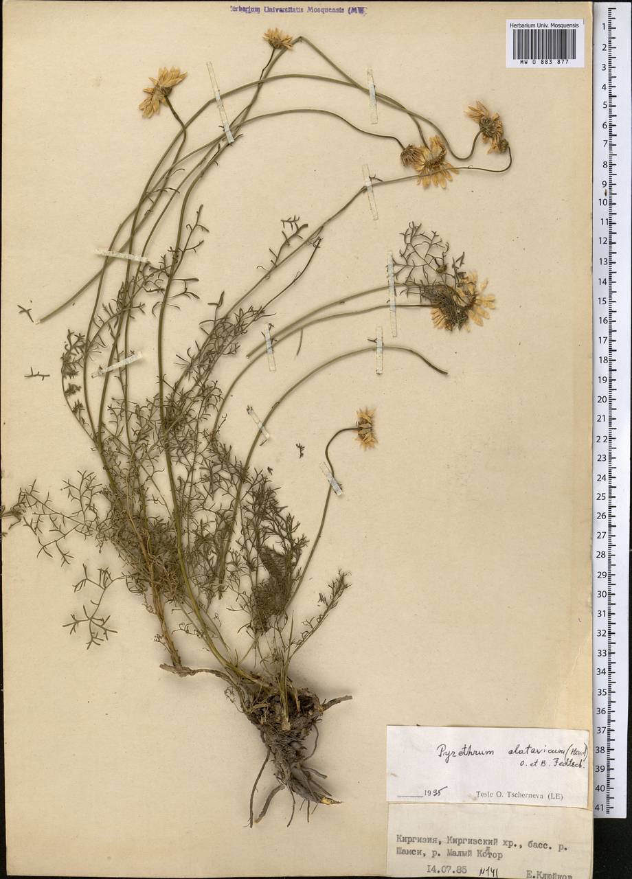Tanacetum alatavicum Herder, Middle Asia, Northern & Central Tian Shan (M4) (Kyrgyzstan)