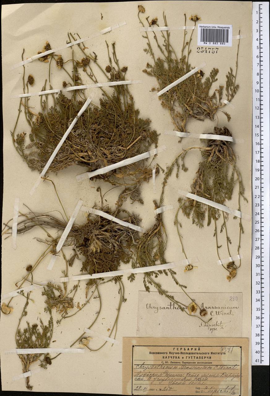 Richteria djilgense (Franch.) K. Bremer & Humphries, Middle Asia, Pamir & Pamiro-Alai (M2) (Kyrgyzstan)