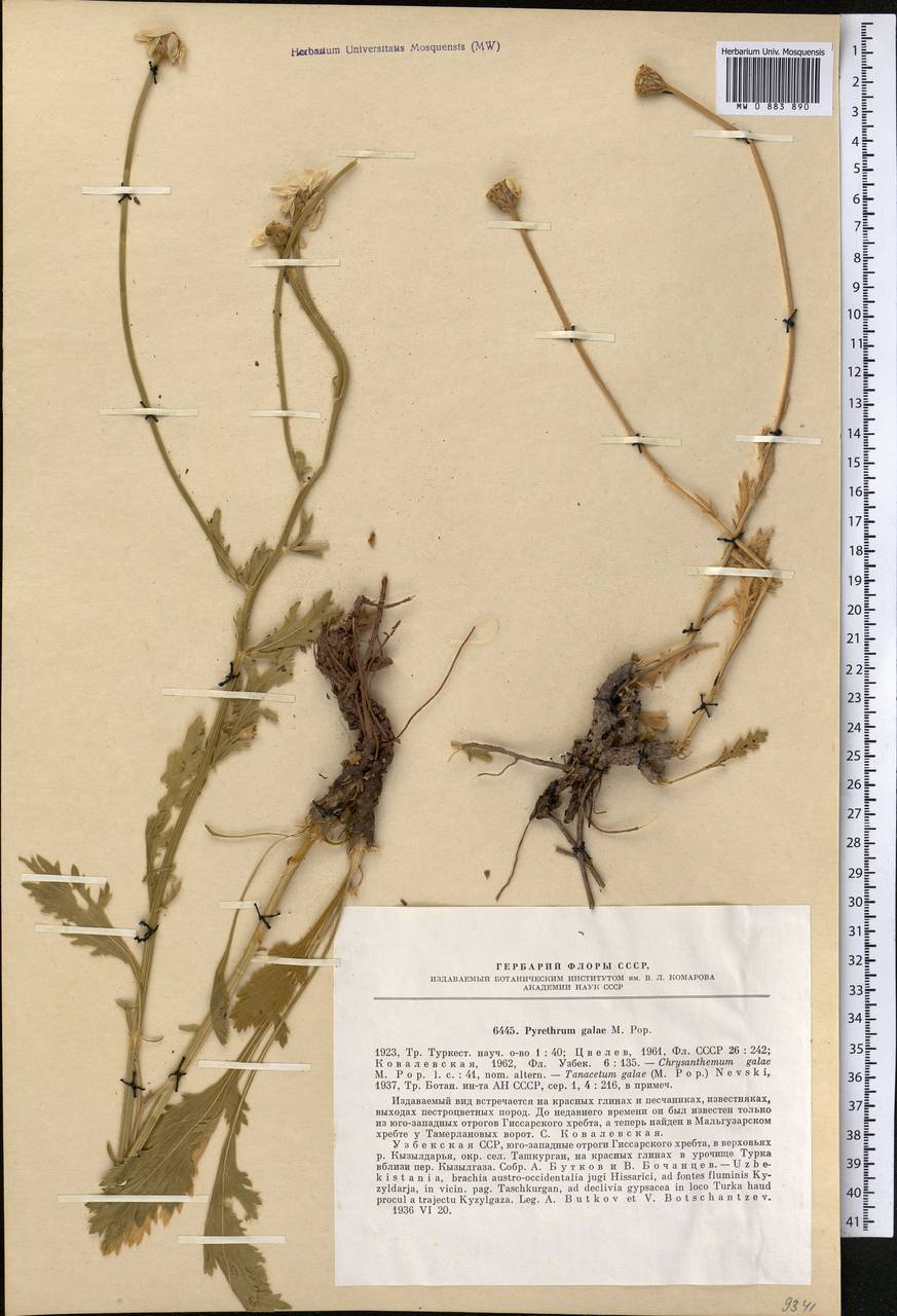 Tanacetum galae (Popov) Nevski, Middle Asia, Pamir & Pamiro-Alai (M2) (Uzbekistan)