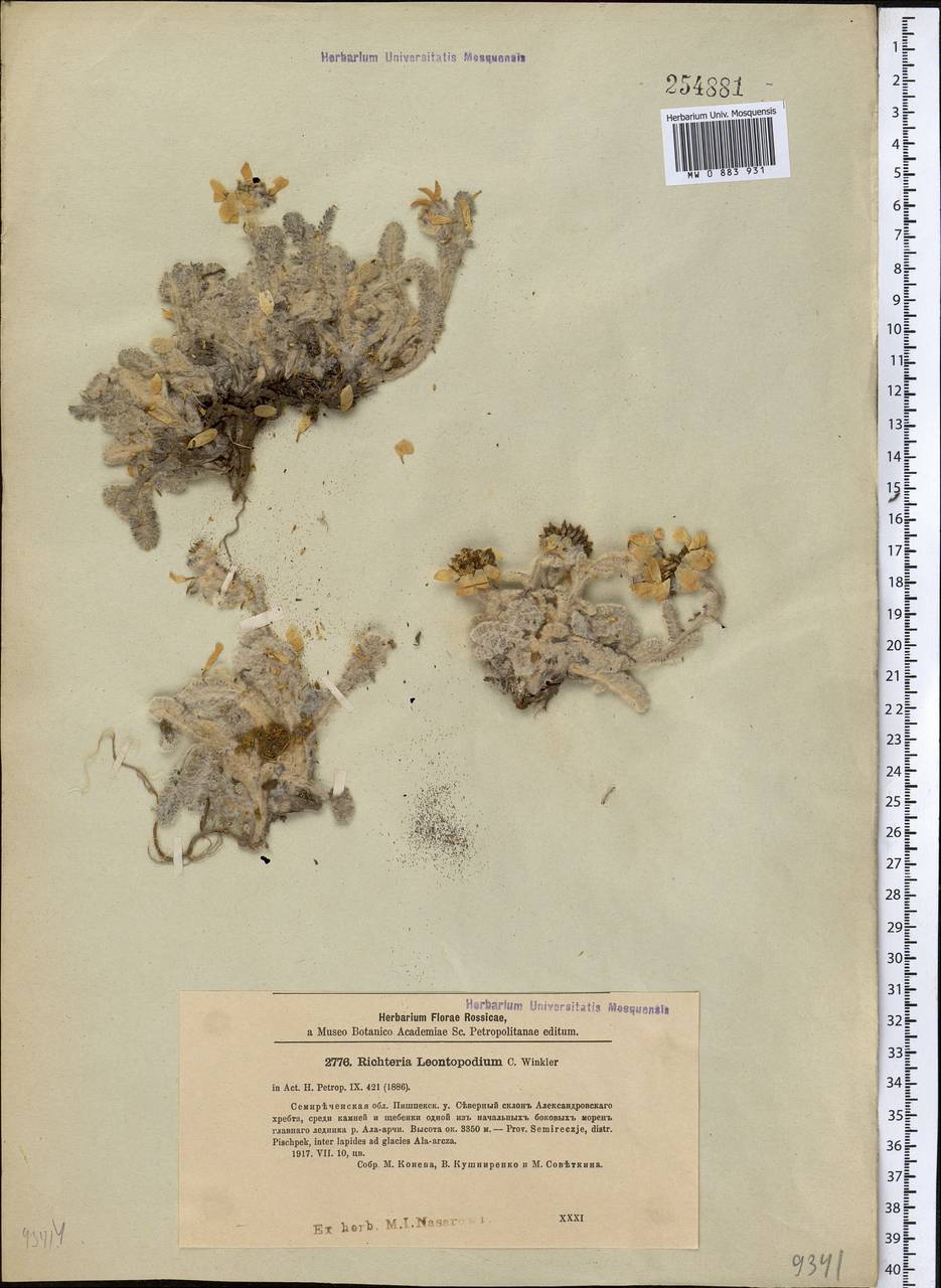 Richteria leontopodium Winkl., Middle Asia, Northern & Central Tian Shan (M4) (Kyrgyzstan)