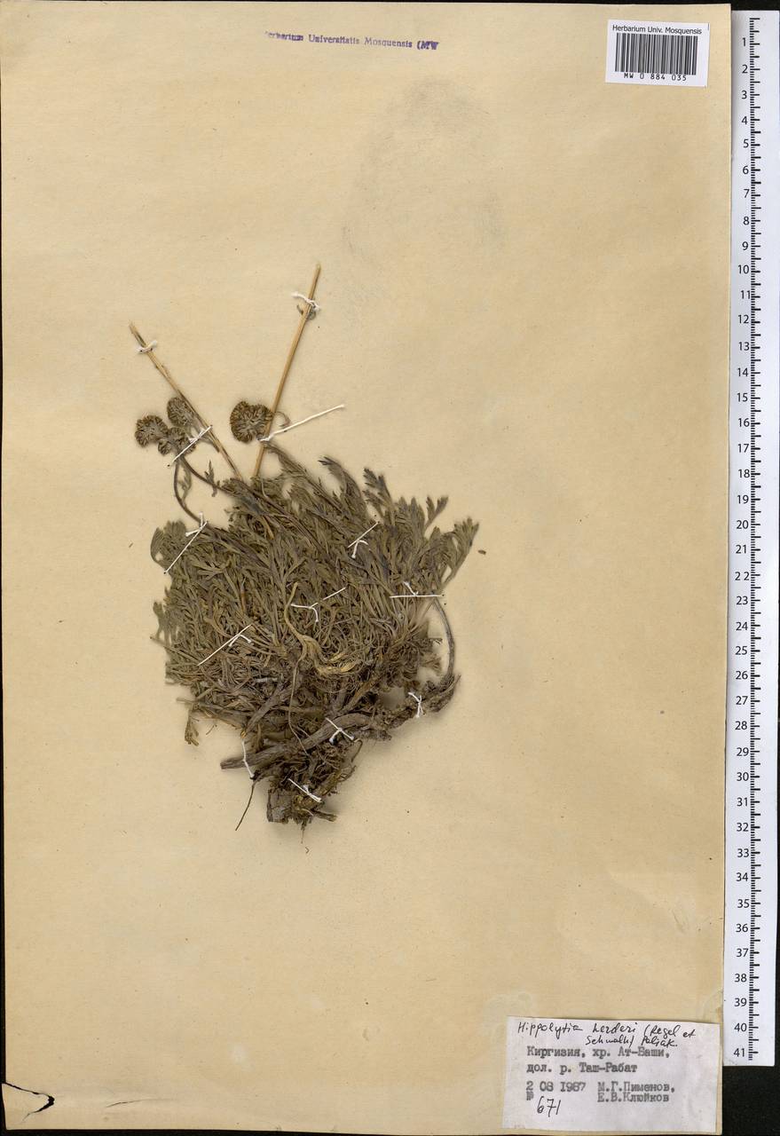 Hippolytia herderi (Regel & Schmalh.) Poljakov, Middle Asia, Northern & Central Tian Shan (M4) (Kyrgyzstan)