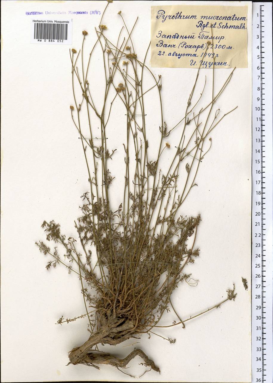 Tanacetopsis mucronata (Regel & Schmalh.) Kovalevsk., Middle Asia, Pamir & Pamiro-Alai (M2) (Tajikistan)