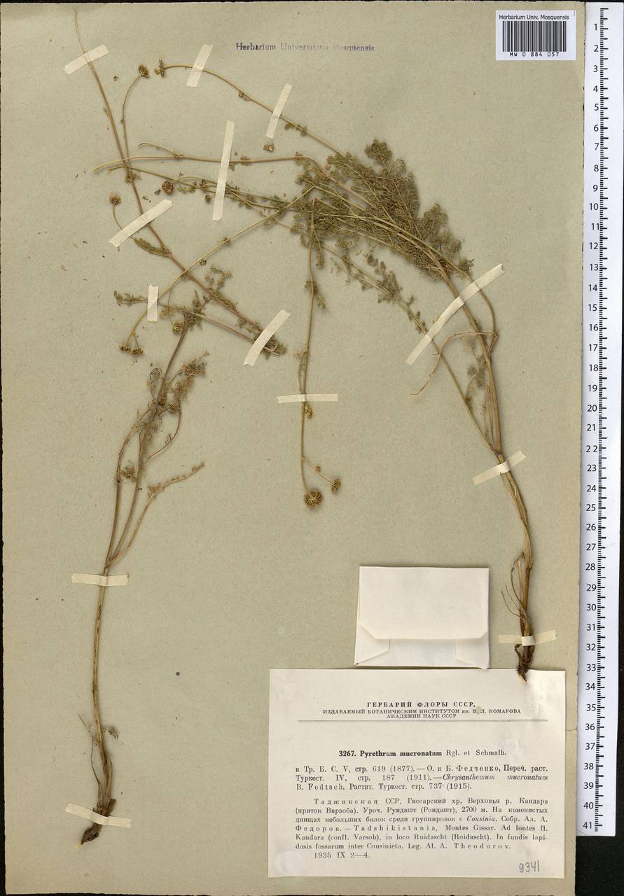 Tanacetopsis mucronata (Regel & Schmalh.) Kovalevsk., Middle Asia, Pamir & Pamiro-Alai (M2)