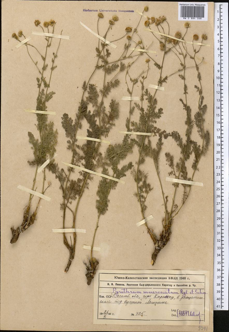 Tanacetopsis mucronata (Regel & Schmalh.) Kovalevsk., Middle Asia, Western Tian Shan & Karatau (M3) (Kazakhstan)