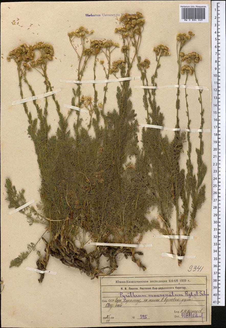 Tanacetopsis mucronata (Regel & Schmalh.) Kovalevsk., Middle Asia, Western Tian Shan & Karatau (M3) (Kazakhstan)
