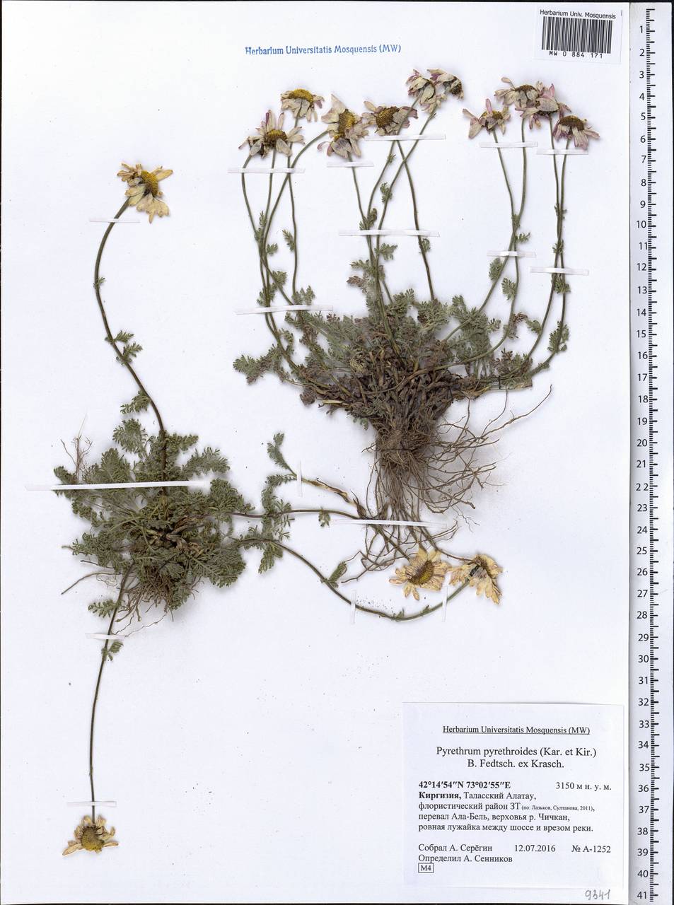 Richteria pyrethroides Kar. & Kir., Middle Asia, Northern & Central Tian Shan (M4) (Kyrgyzstan)