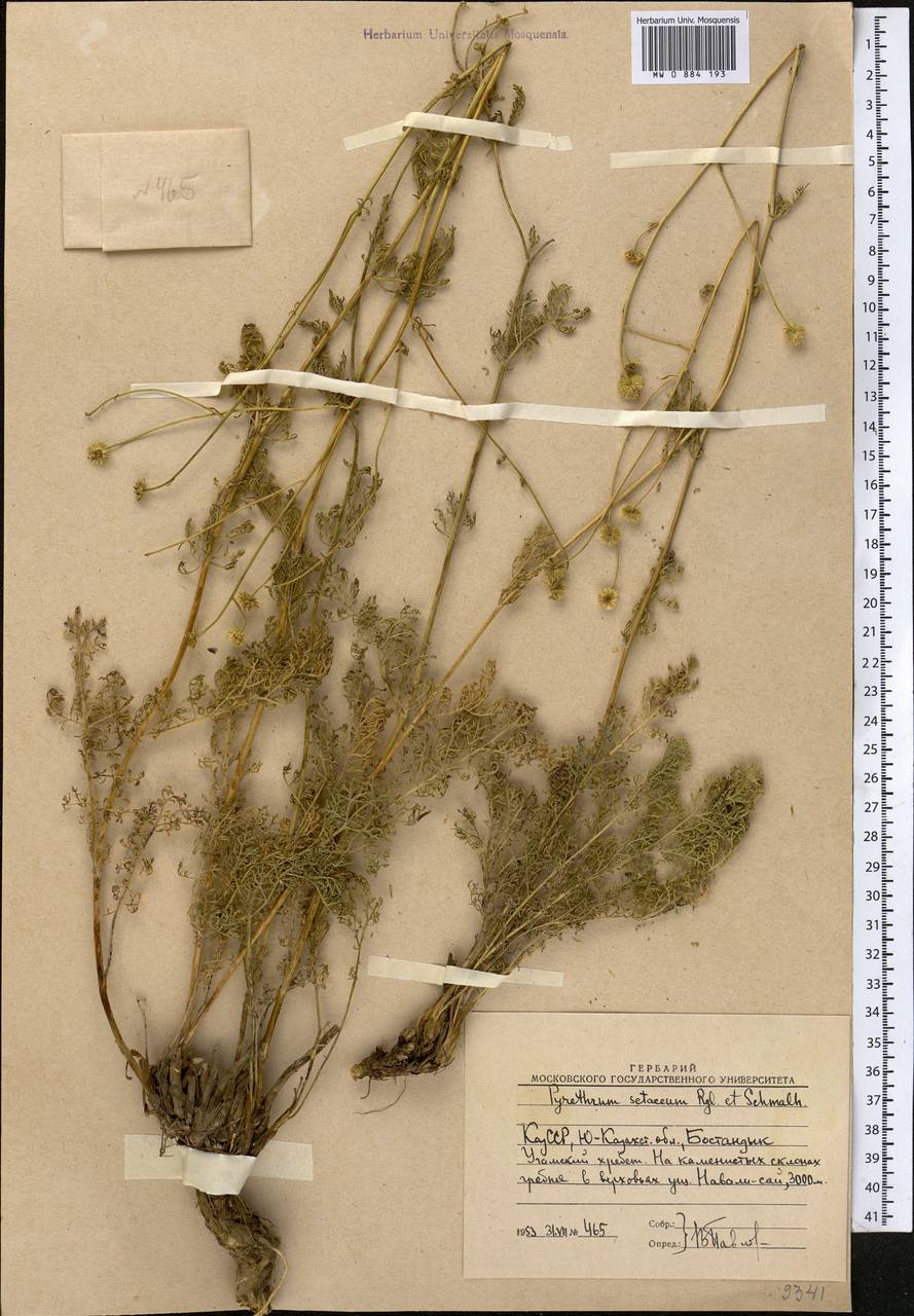 Tanacetopsis setacea (Regel & Schmalh.) S. Kovalevsk., Middle Asia, Western Tian Shan & Karatau (M3) (Uzbekistan)