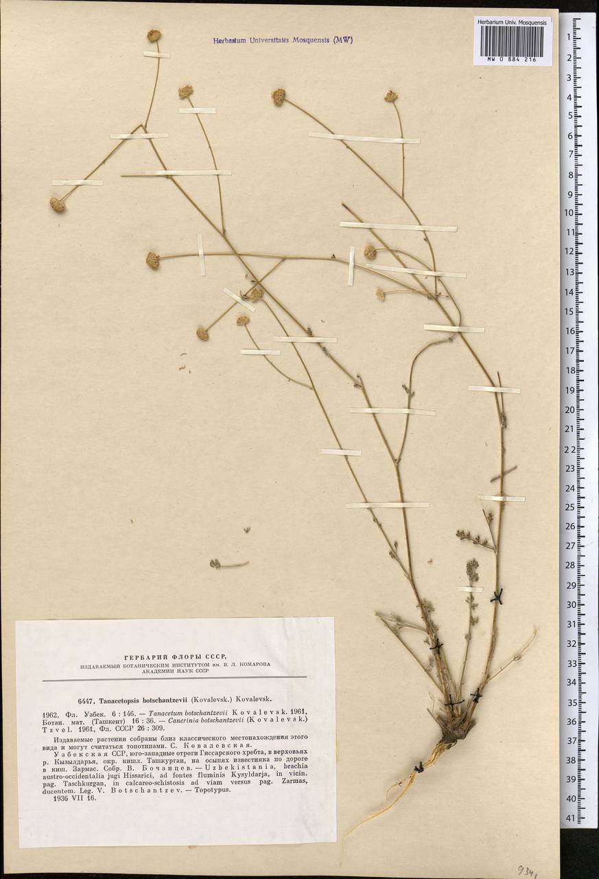 Tanacetopsis botschantzevii (S. Kovalevsk.) S.Kovalevsk., Middle Asia, Pamir & Pamiro-Alai (M2) (Uzbekistan)