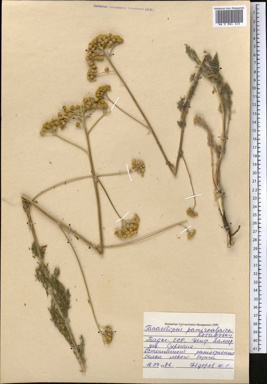 Tanacetopsis pamiralaica (S. Kovalevsk.) S. Kovalevsk., Middle Asia, Pamir & Pamiro-Alai (M2) (Tajikistan)
