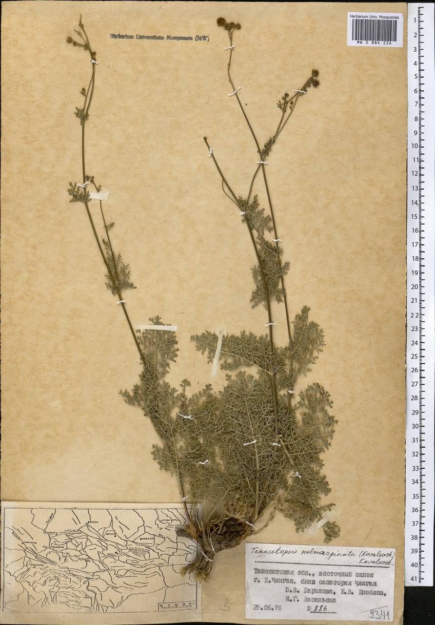 Tanacetopsis submarginata (S. Kovalevsk.) S. Kovalevsk., Middle Asia, Western Tian Shan & Karatau (M3) (Uzbekistan)