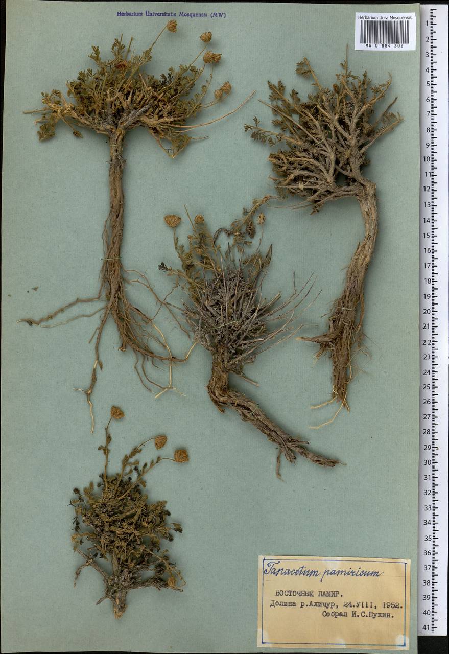 Xylanthemum pamiricum (Hoffm.) Tzvel., Middle Asia, Pamir & Pamiro-Alai (M2) (Tajikistan)