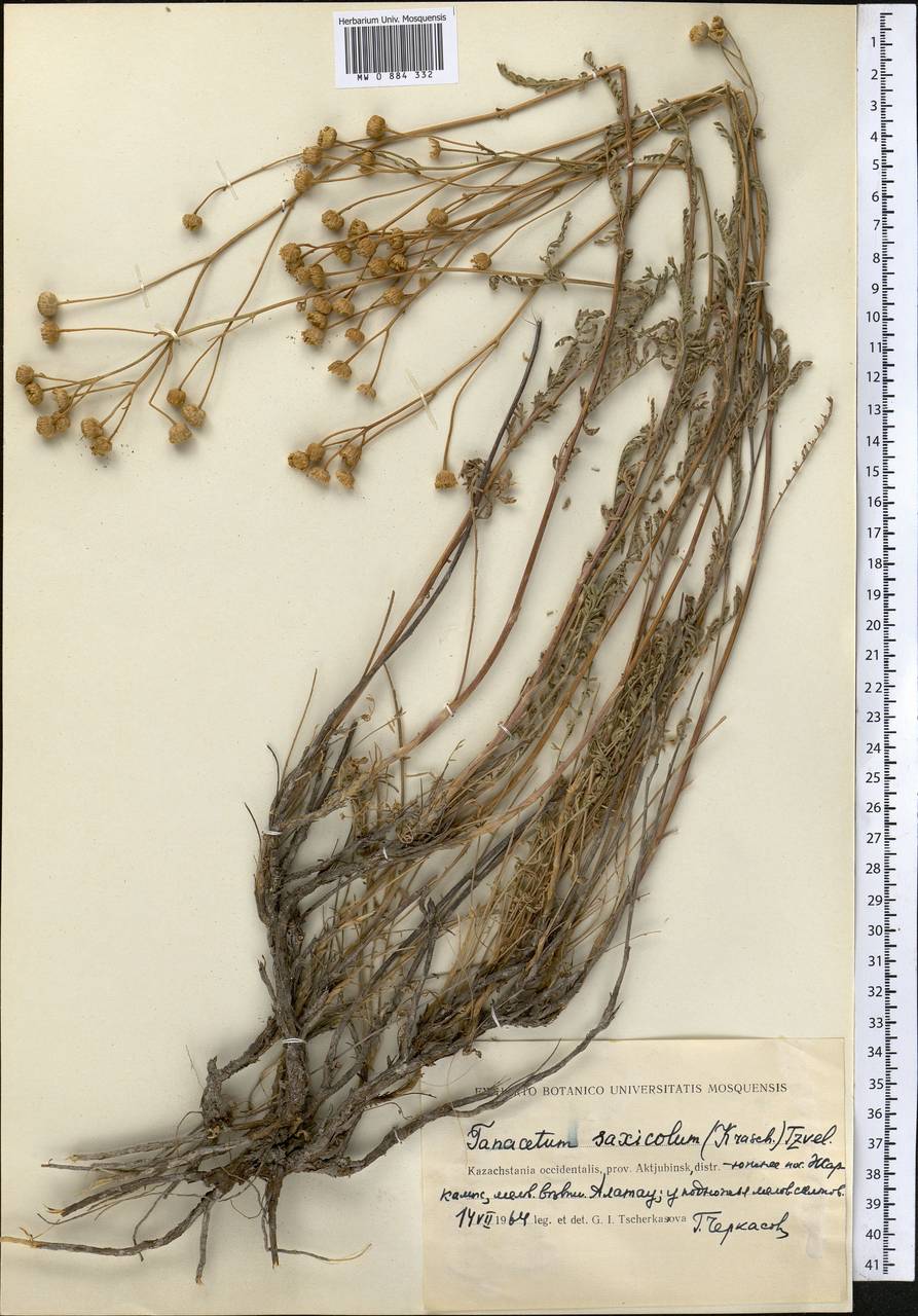 Tanacetum saxicola (Krasch.) Tzvelev, Middle Asia, Caspian Ustyurt & Northern Aralia (M8) (Kazakhstan)