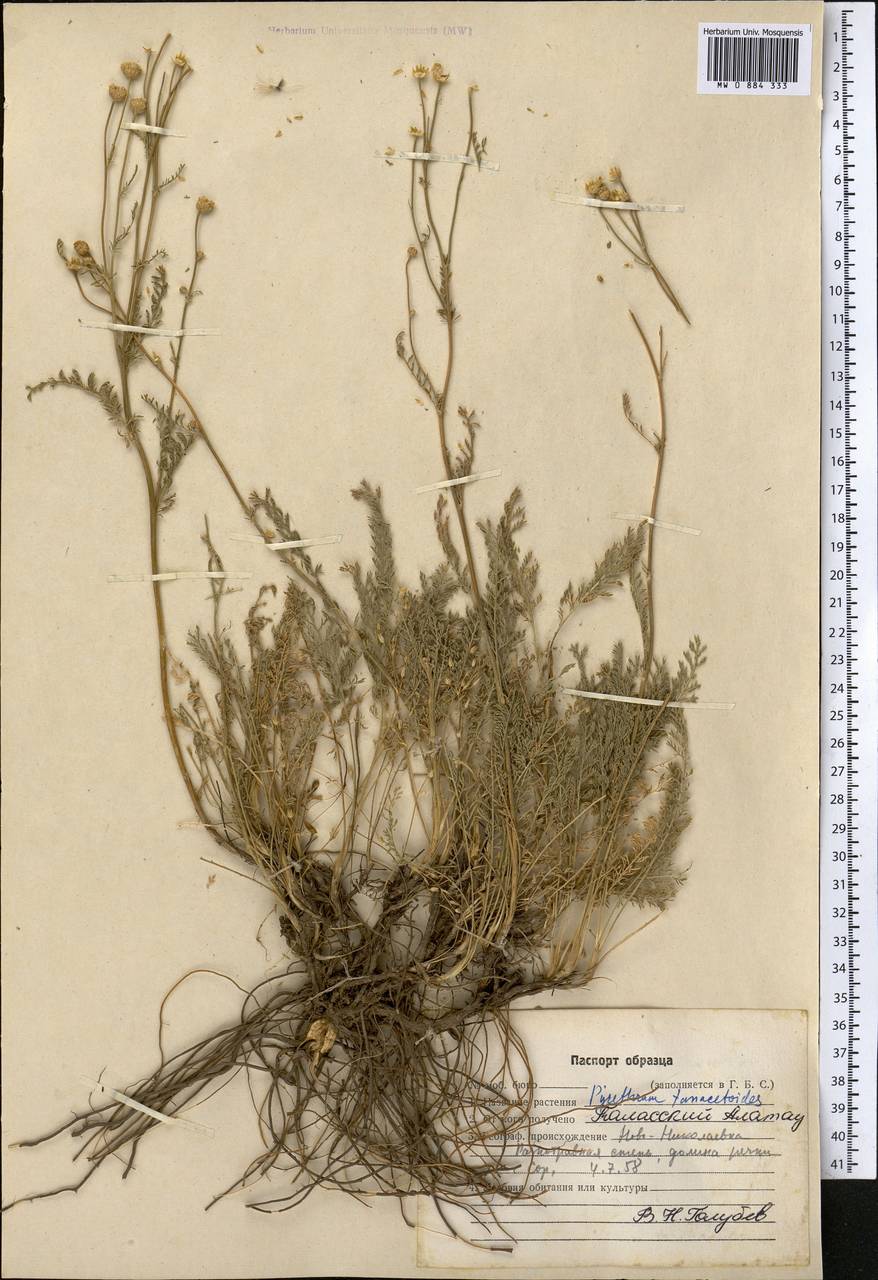 Tanacetum tanacetoides (DC.) Tzvelev, Middle Asia, Western Tian Shan & Karatau (M3) (Kazakhstan)