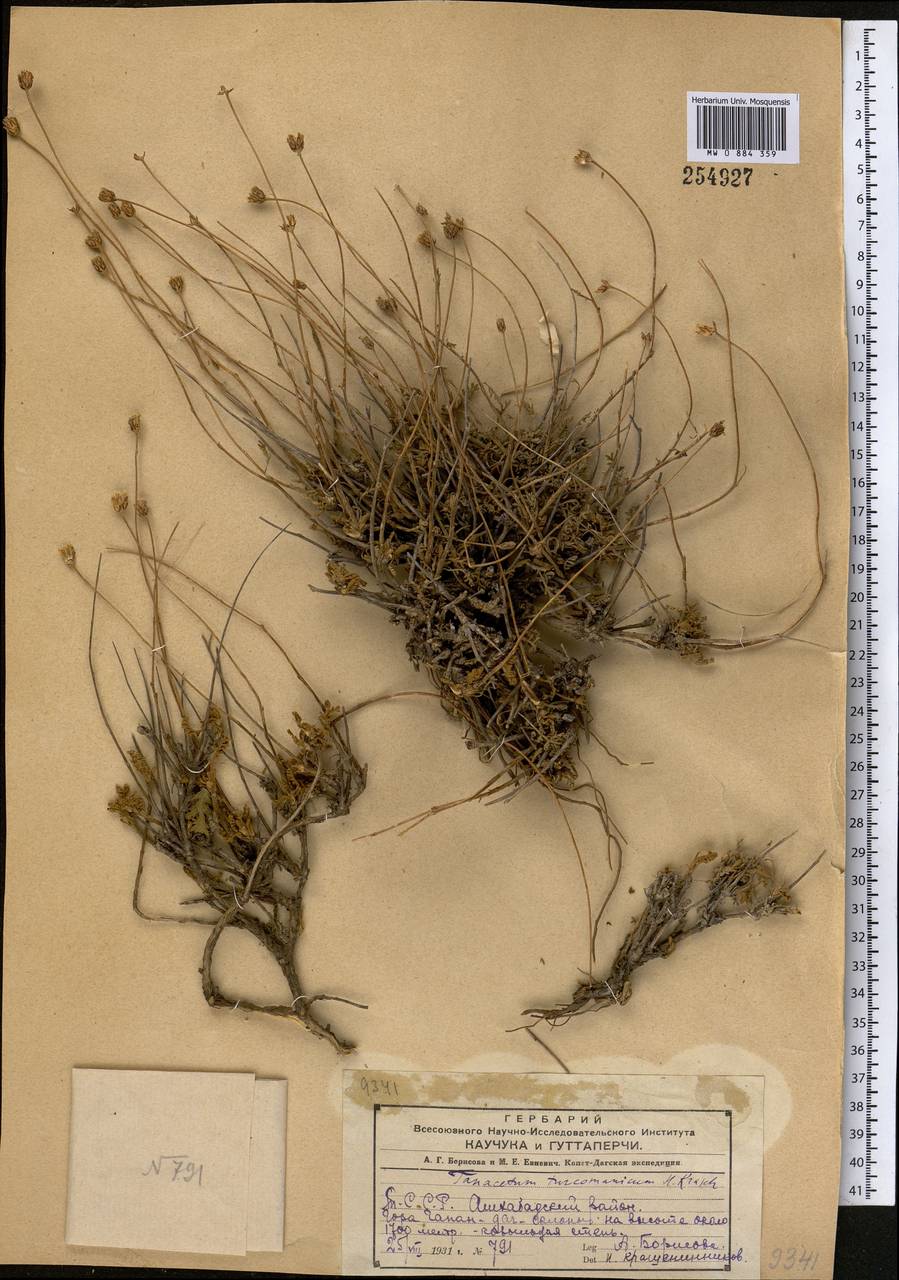 Tzvelevopyrethrum turcomanicum (Krasch.) R.V. Kamelin, Middle Asia, Kopet Dag, Badkhyz, Small & Great Balkhan (M1) (Turkmenistan)