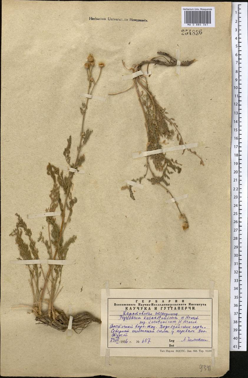 Tanacetum barclayanum DC., Middle Asia, Western Tian Shan & Karatau (M3) (Kazakhstan)