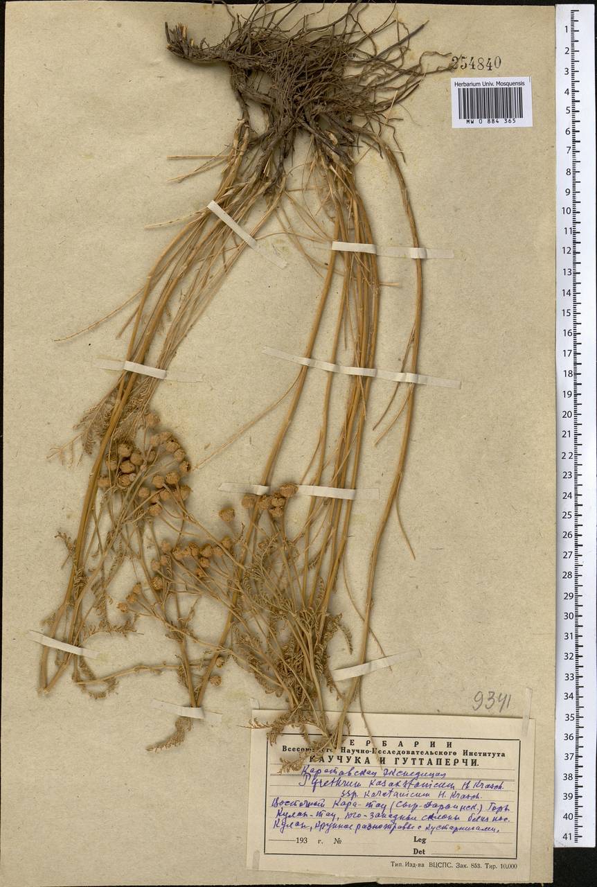 Tanacetum barclayanum DC., Middle Asia, Western Tian Shan & Karatau (M3) (Kazakhstan)