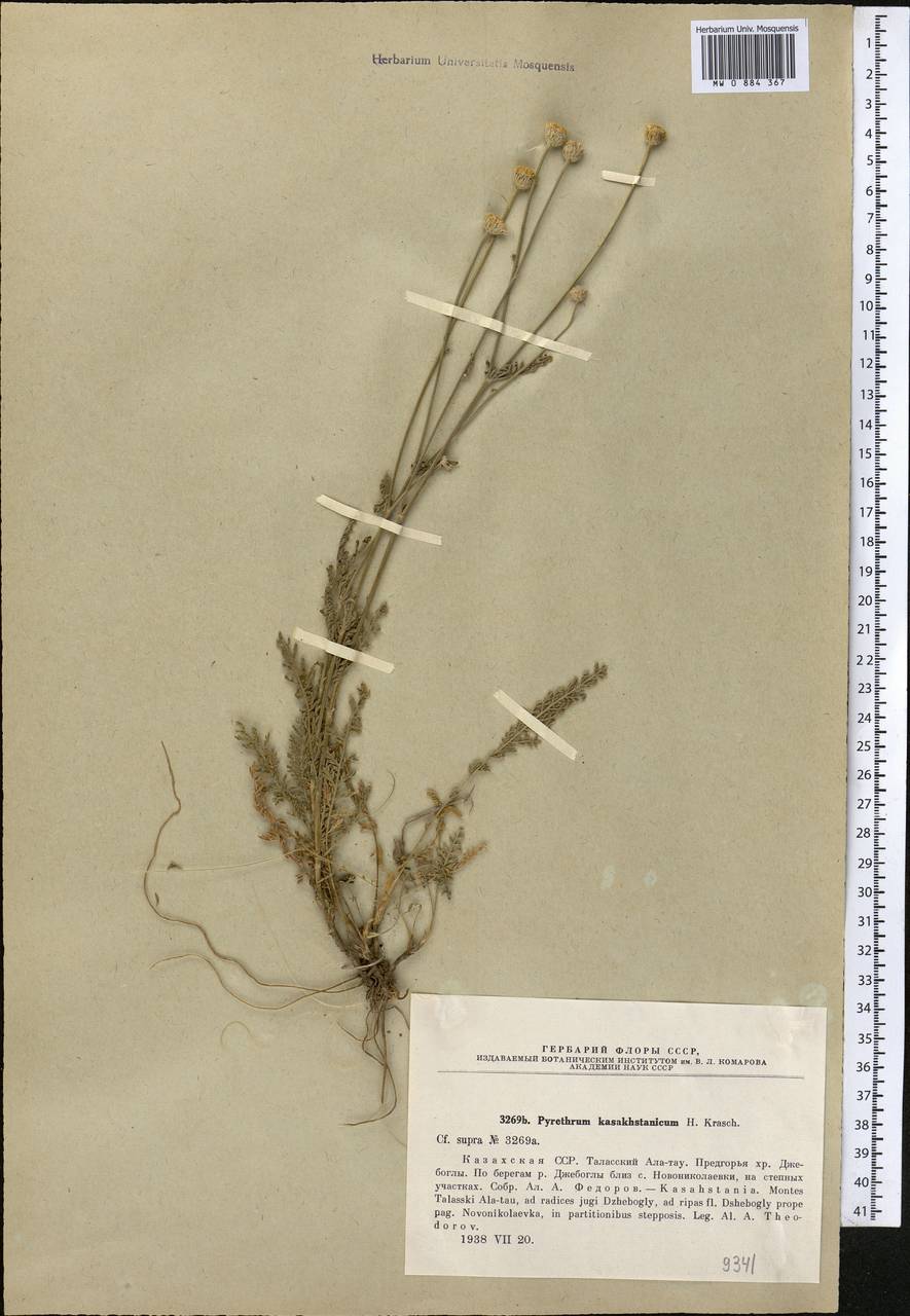 Tanacetum barclayanum DC., Middle Asia, Western Tian Shan & Karatau (M3) (Kazakhstan)