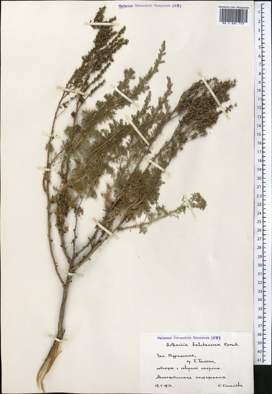 Seriphidium balchanorum (Krasch.) Poljak., Middle Asia, Kopet Dag, Badkhyz, Small & Great Balkhan (M1) (Turkmenistan)