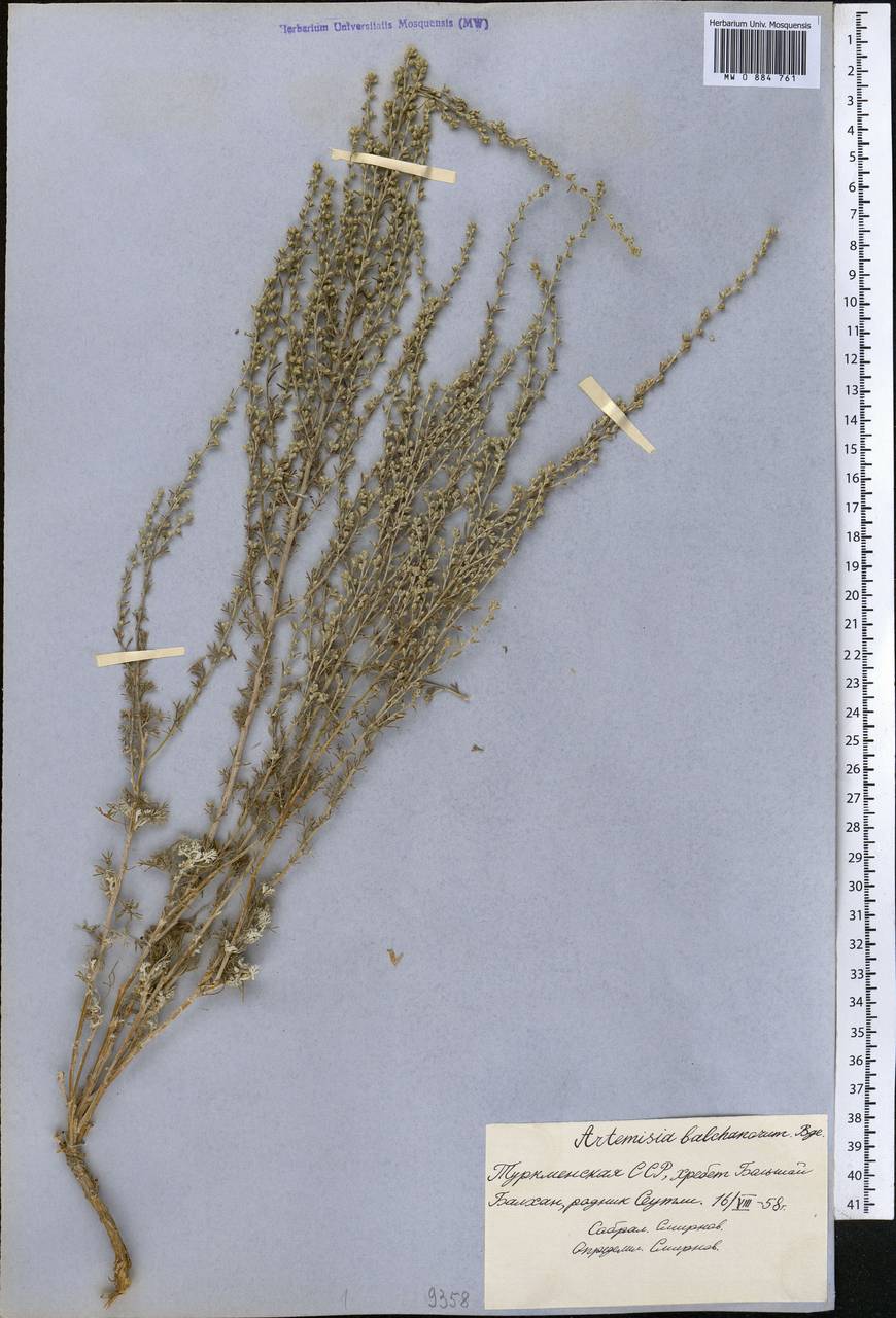 Seriphidium balchanorum (Krasch.) Poljak., Middle Asia, Kopet Dag, Badkhyz, Small & Great Balkhan (M1) (Turkmenistan)