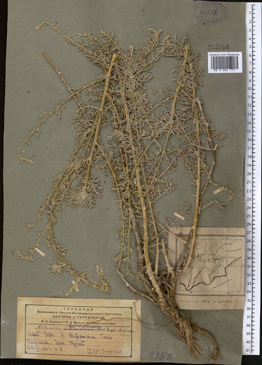 Seriphidium baldshuanicum (Krasch. & Zapr.) Poljak., Middle Asia, Pamir & Pamiro-Alai (M2) (Tajikistan)